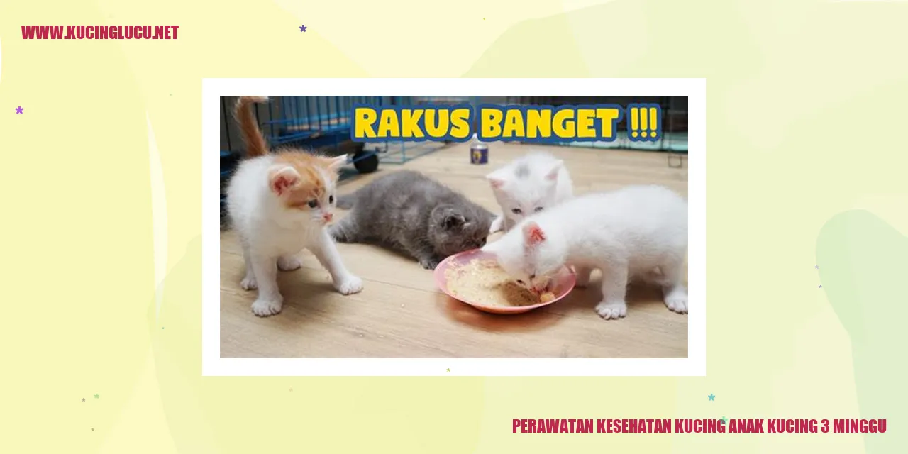 Perawatan Kesehatan Kucing Anak Kucing 3 Minggu