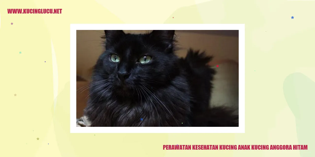 Gambar Kucing Anak Kucing Anggora Hitam