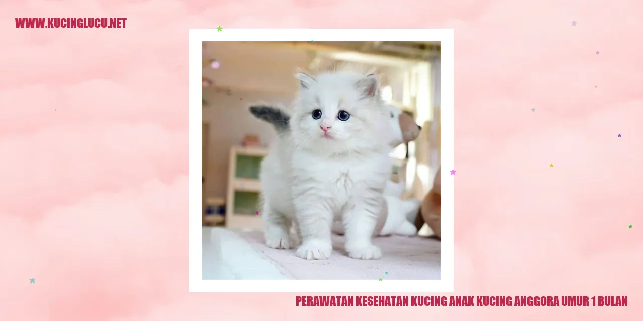 Perawatan Kucing Anak Kucing Anggora Umur 1 Bulan