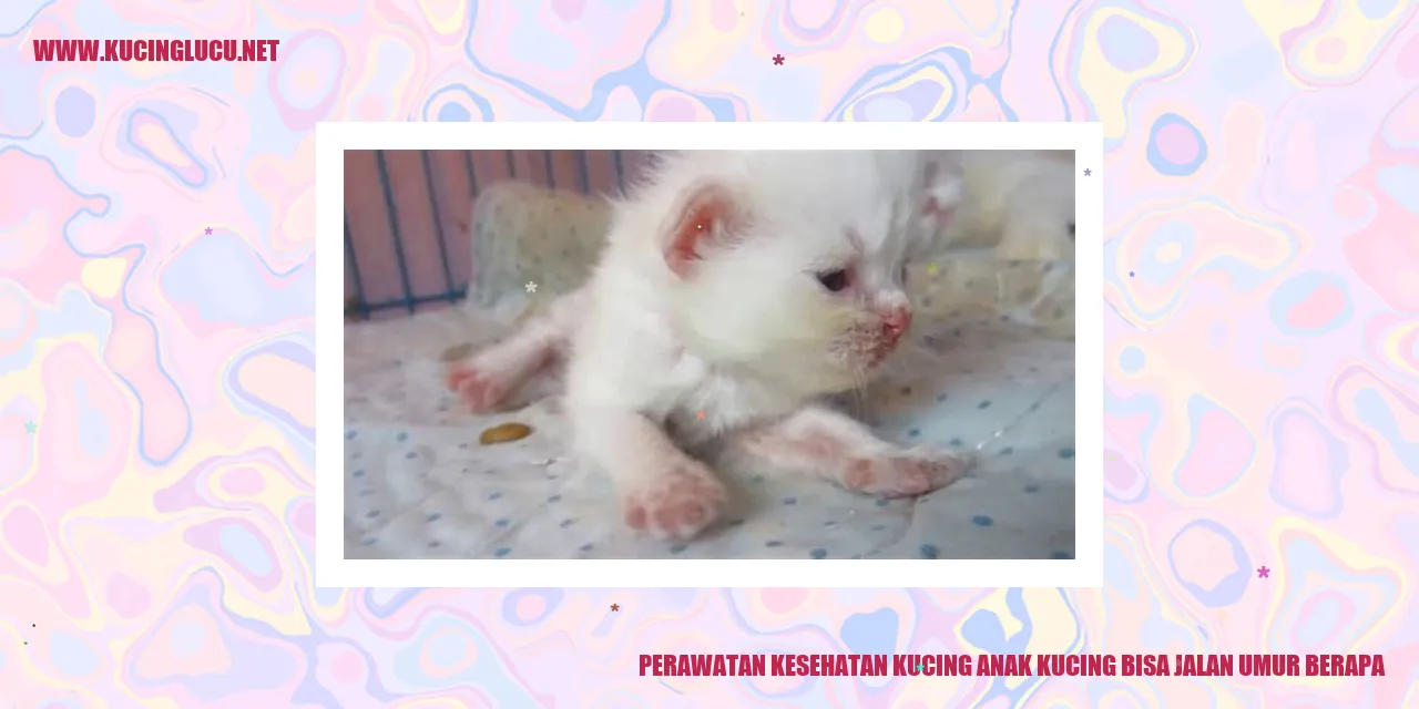 Perawatan Kesehatan Kucing Anak Kucing