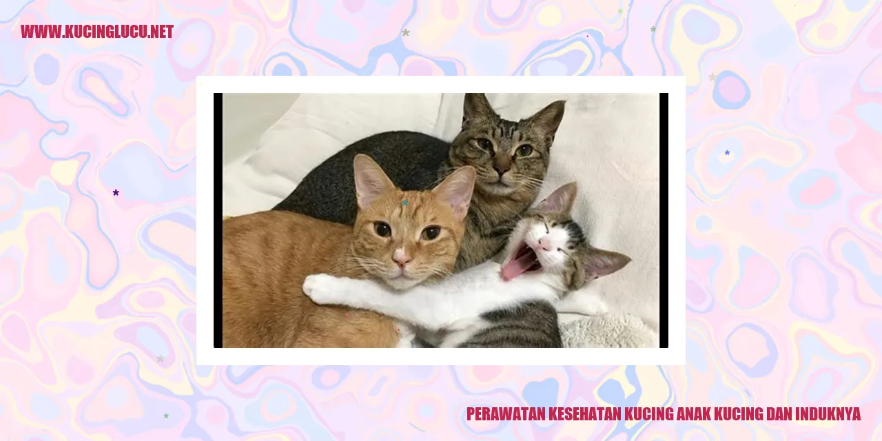 Kucing dalam perawatan kesehatan