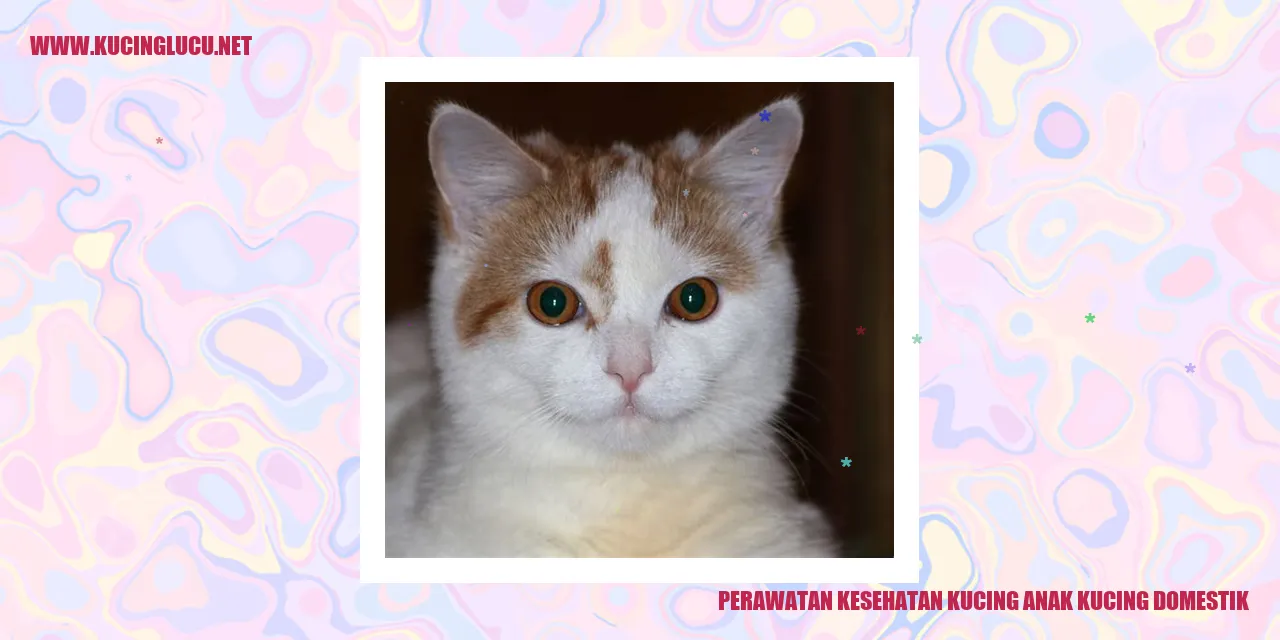 Gambar kucing anak kucing domestik