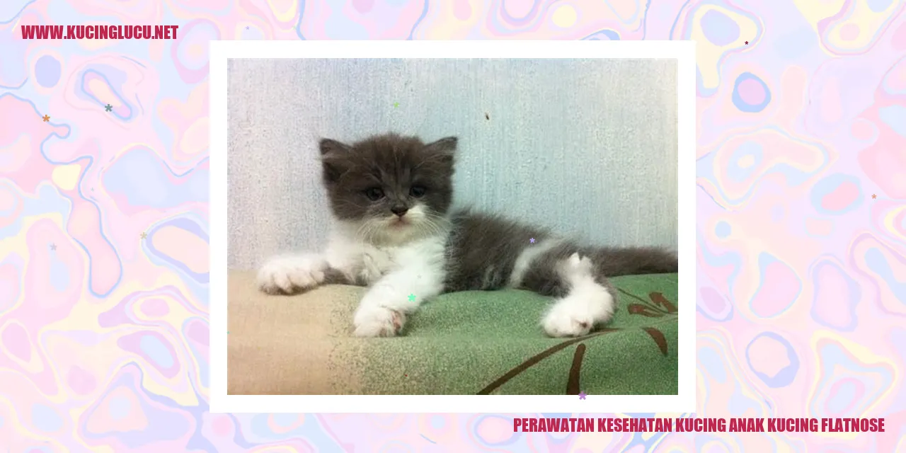 Perawatan Kesehatan Kucing Anak Kucing Flatnose