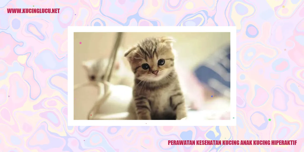 gambar kucing yang berenergi