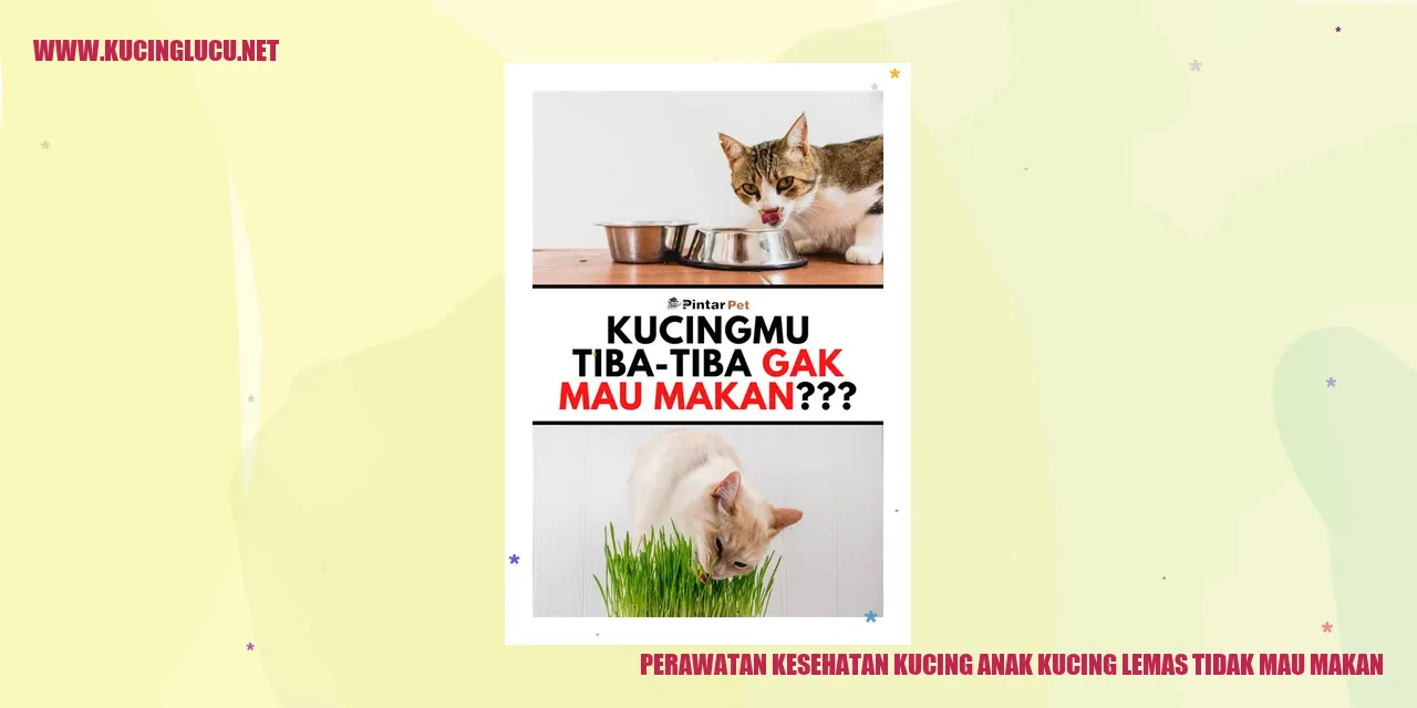 Gambar kucing