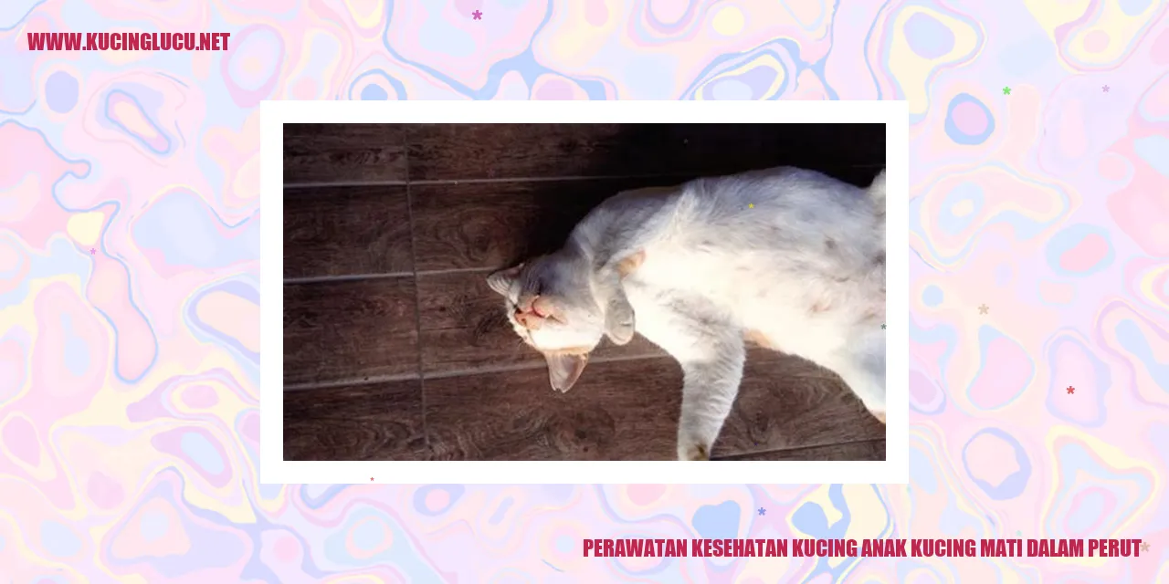 Perawatan Kesehatan Kucing