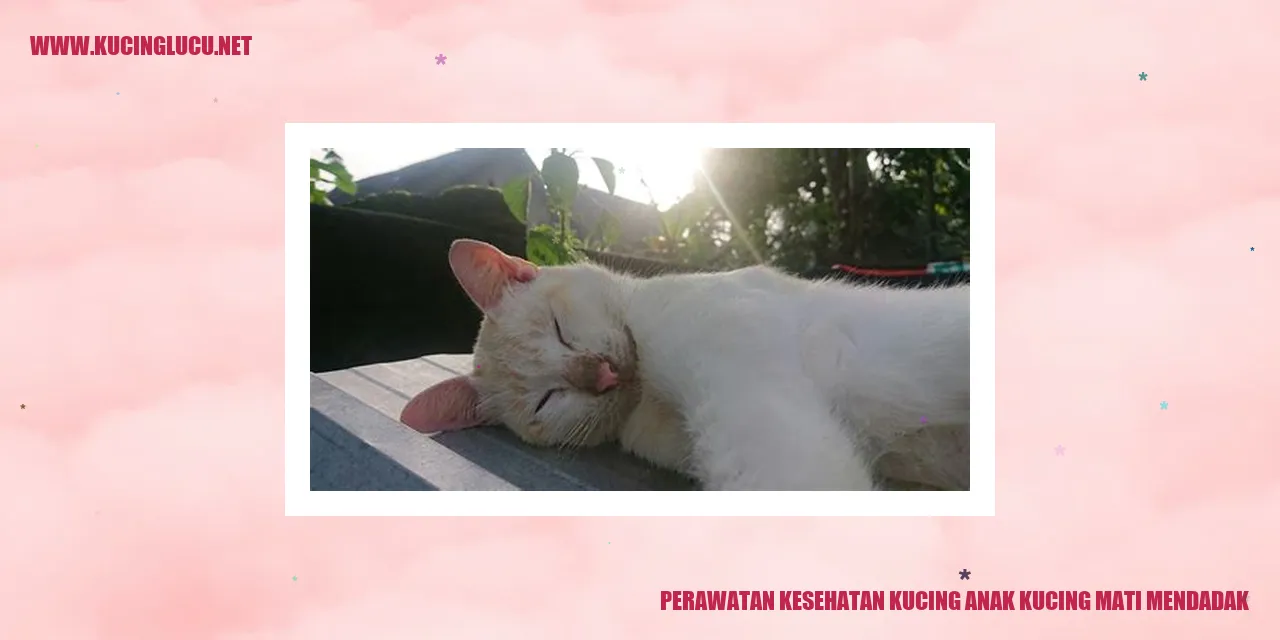 Kucing anak sehat