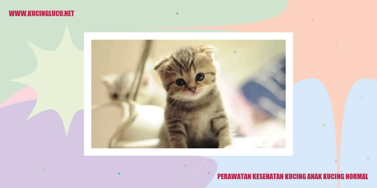 Kucing yang sehat perlu dirawat dengan baik