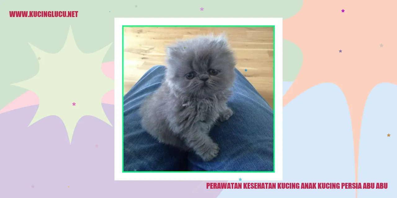 Gambar Kucing Persia Abu Abu