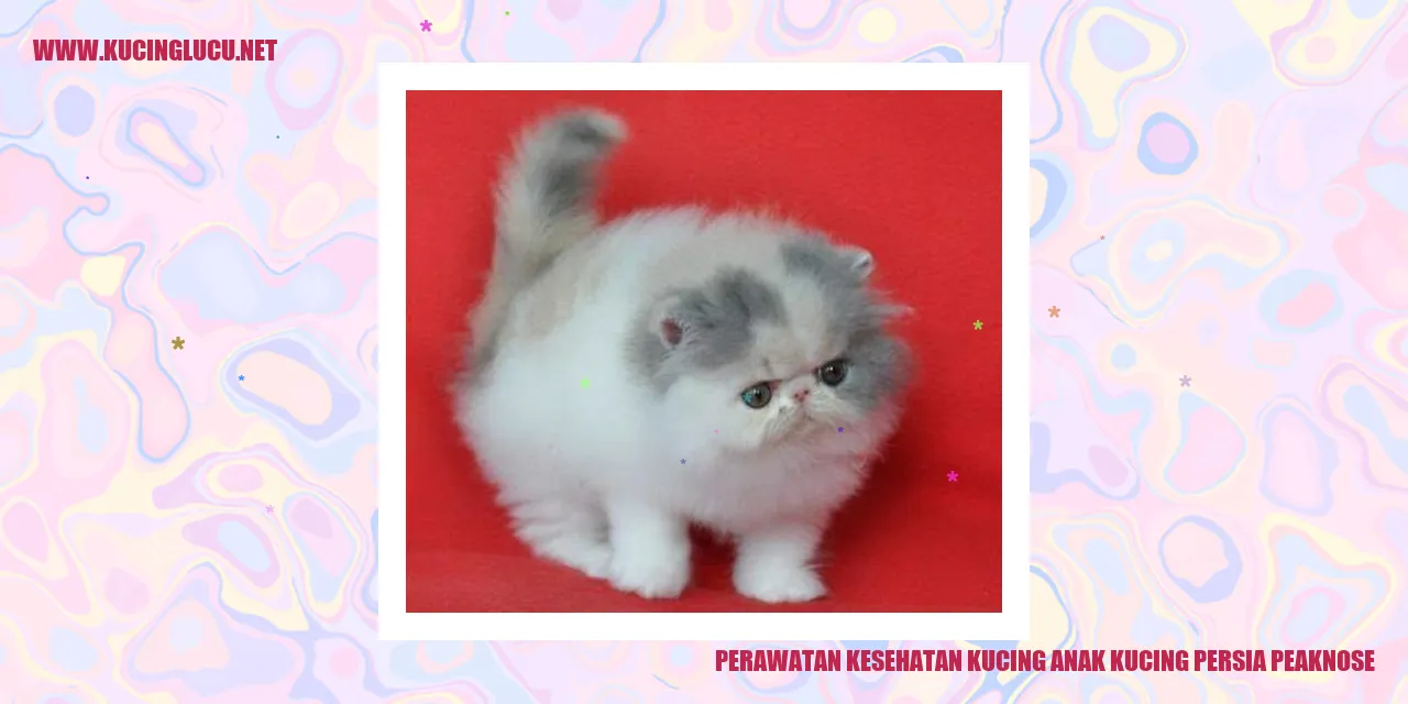 Kucing persia peaknose