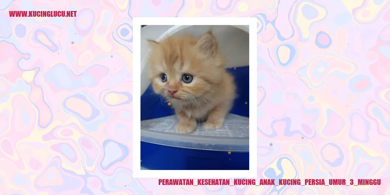 Gambar Kucing Persia Berusia 3 Minggu