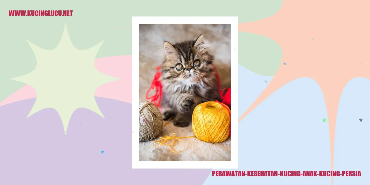 Anak Kucing Persia
