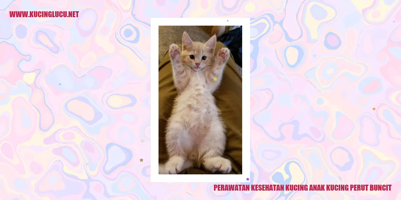 Gambar Kucing Anak dengan Perut Buncit