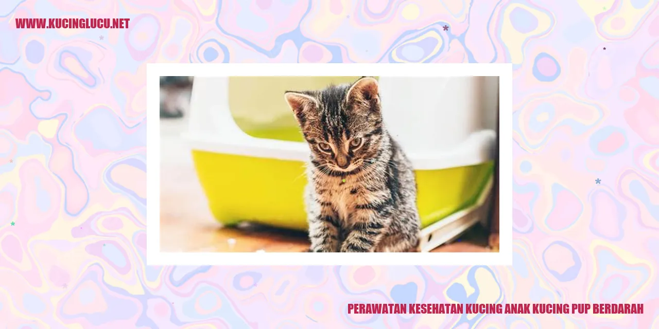 Gambar Kucing Anak Kucing Pup Berdarah