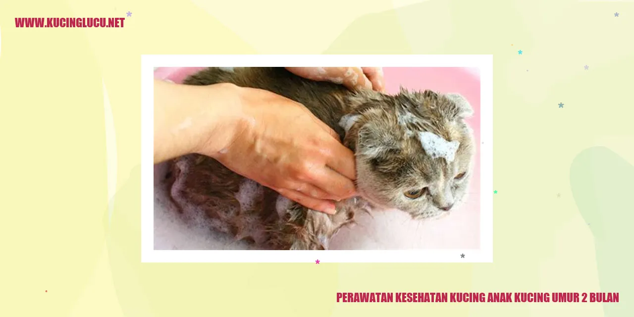 Perawatan Kesehatan Kucing Anak Kucing Umur 2 Bulan