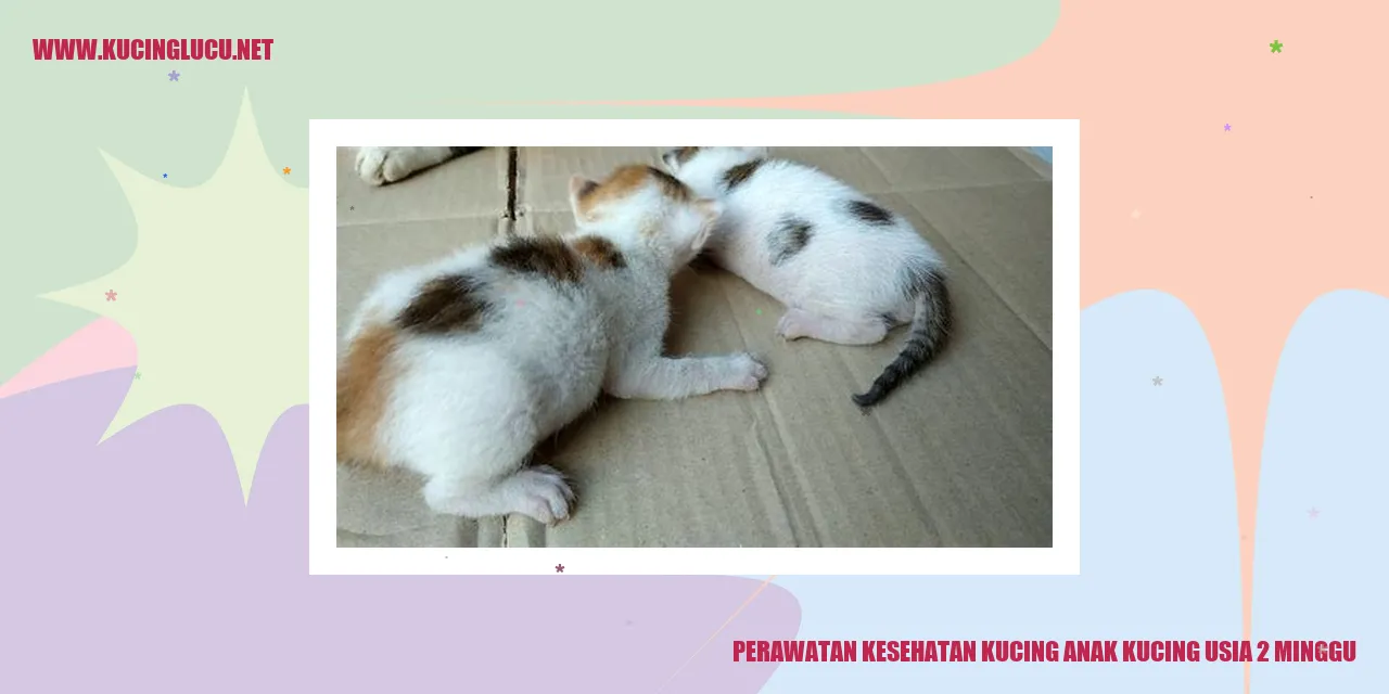 Perawatan Kesehatan Kucing Anak Kucing Usia 2 Minggu