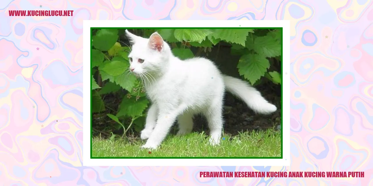 Perawatan Kesehatan Kucing anak kucing warna putih