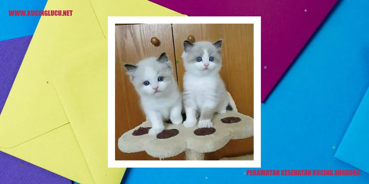 Perawatan Kesehatan Kucing Anggora