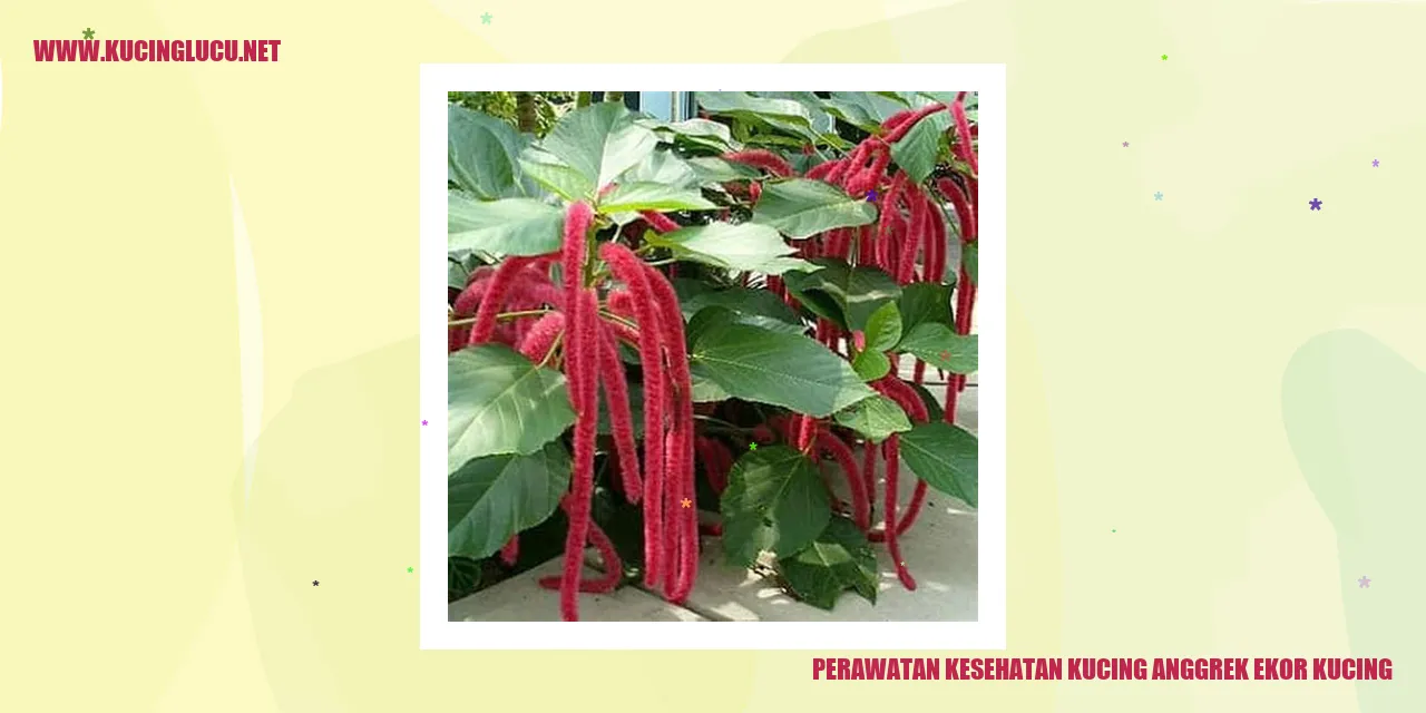 Perawatan Kesehatan Kucing Anggrek Ekor Kucing