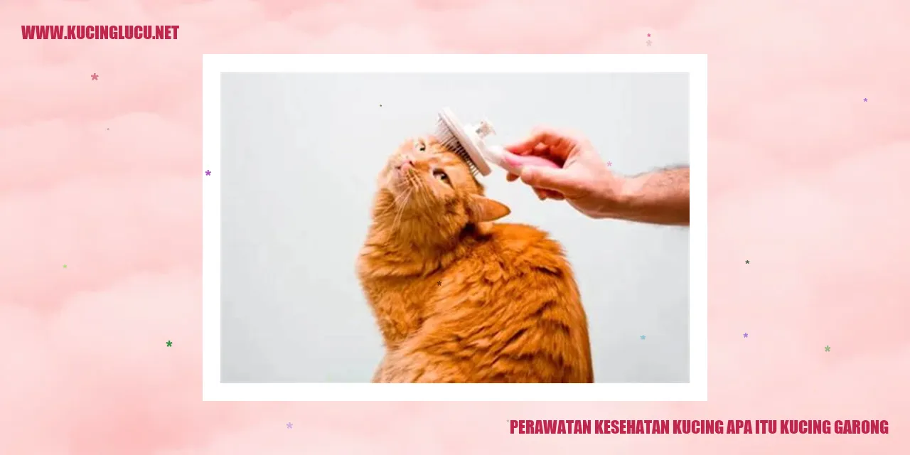 Perawatan Kesehatan Kucing