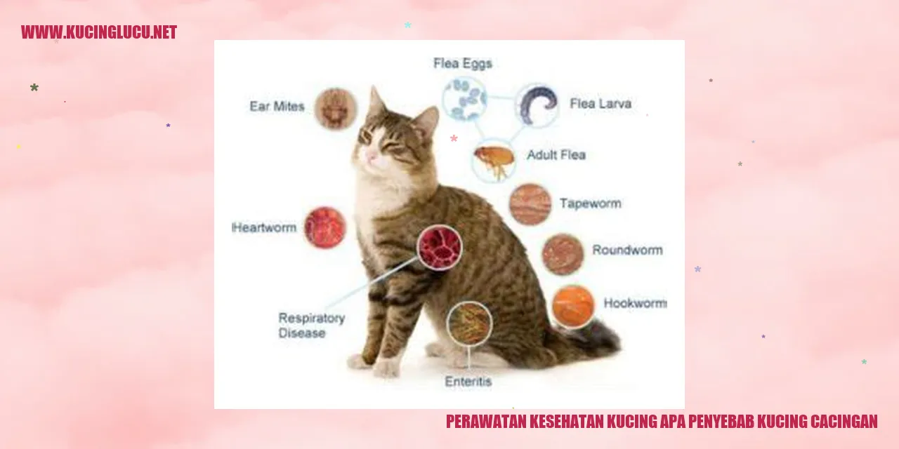 Gambar Kucing