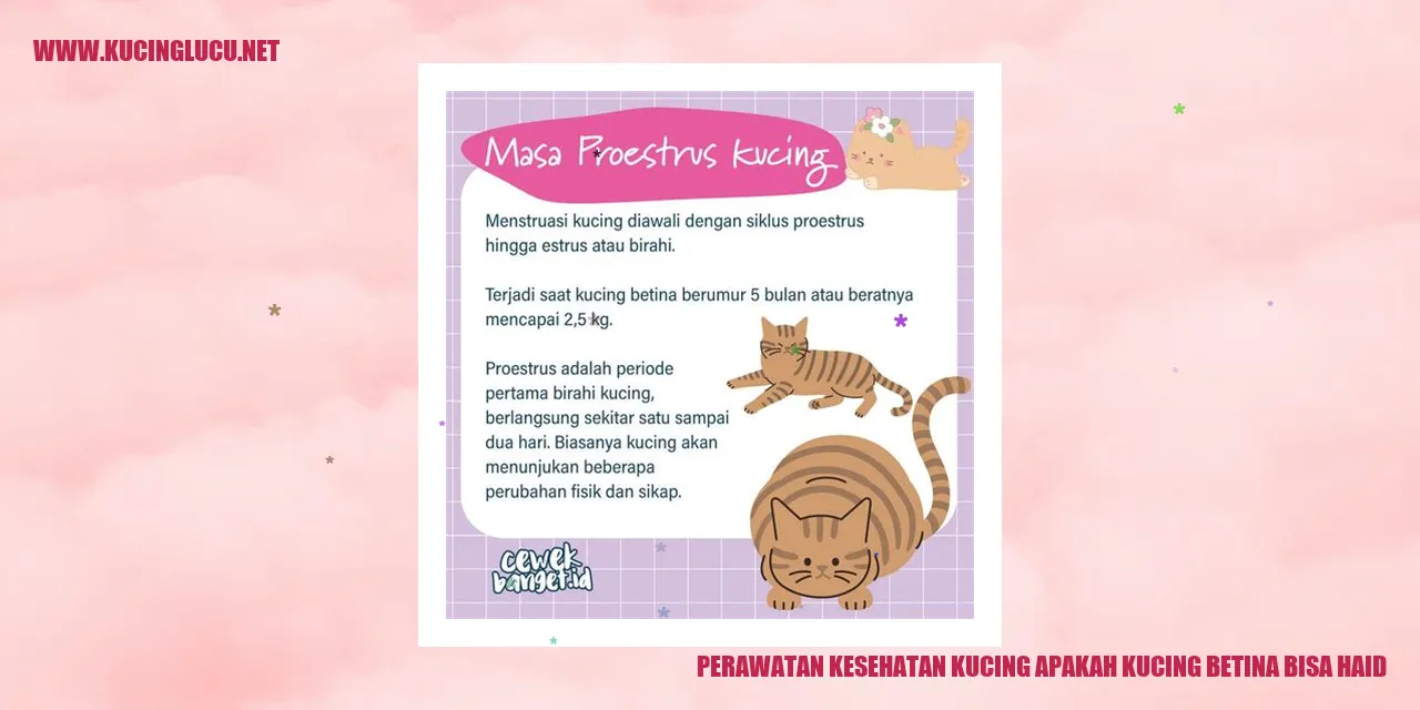 Gambar Kucing Betina