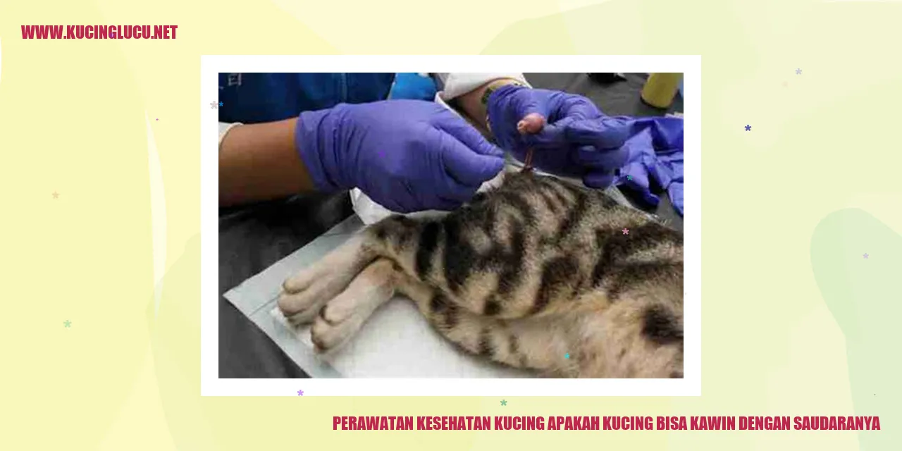 Perawatan Kesehatan Kucing
