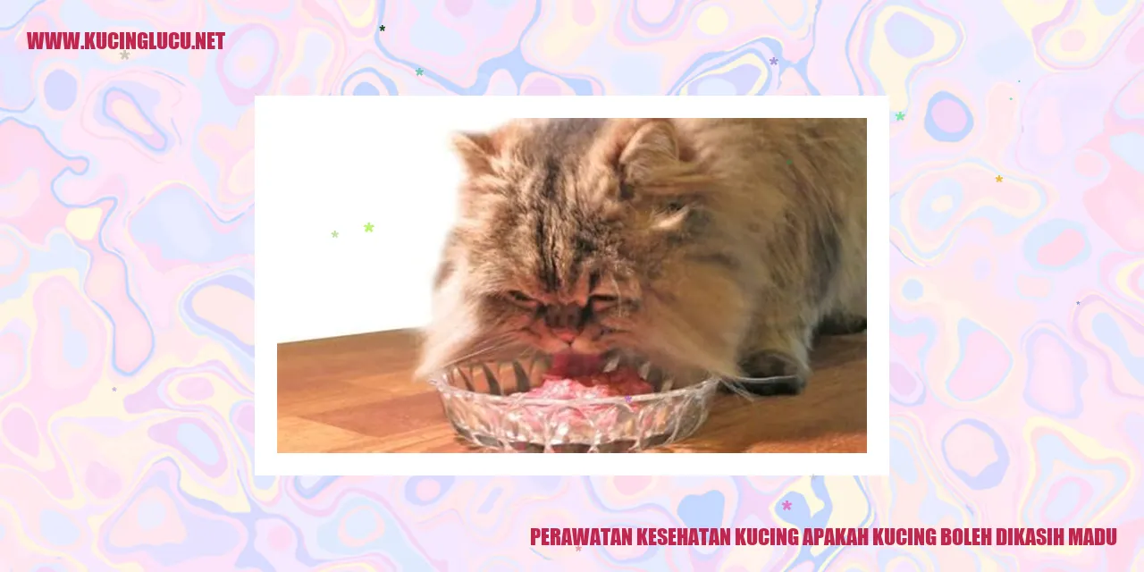 Perawatan Kesehatan Kucing