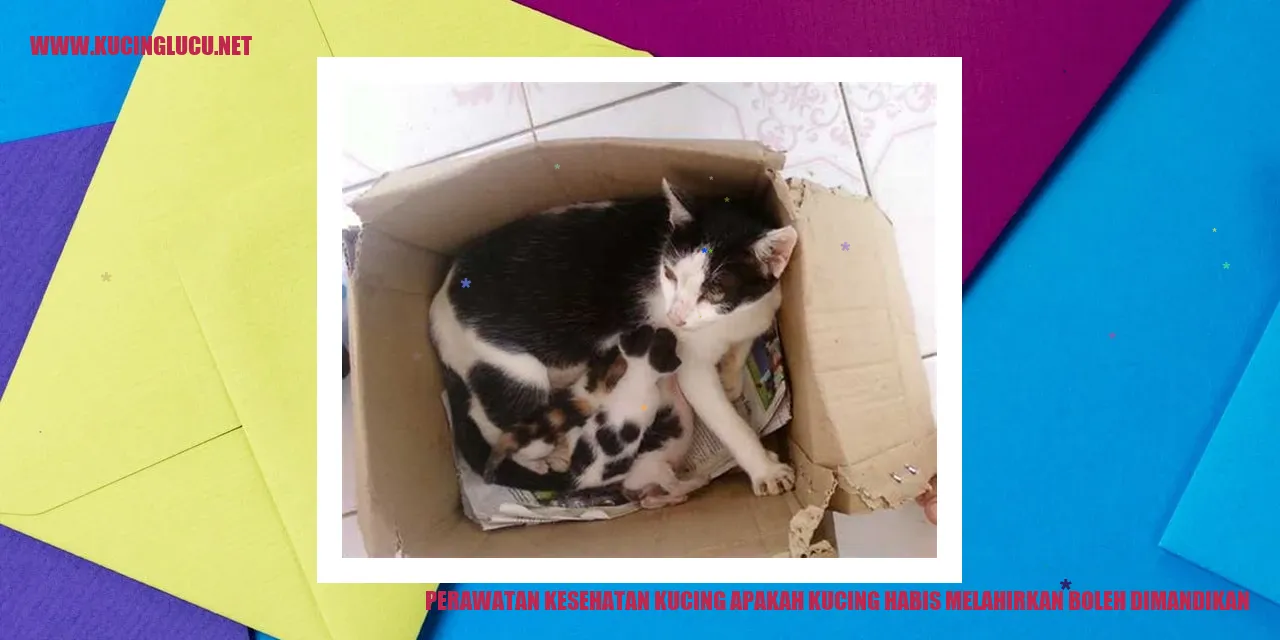 Perawatan Kesehatan Kucing