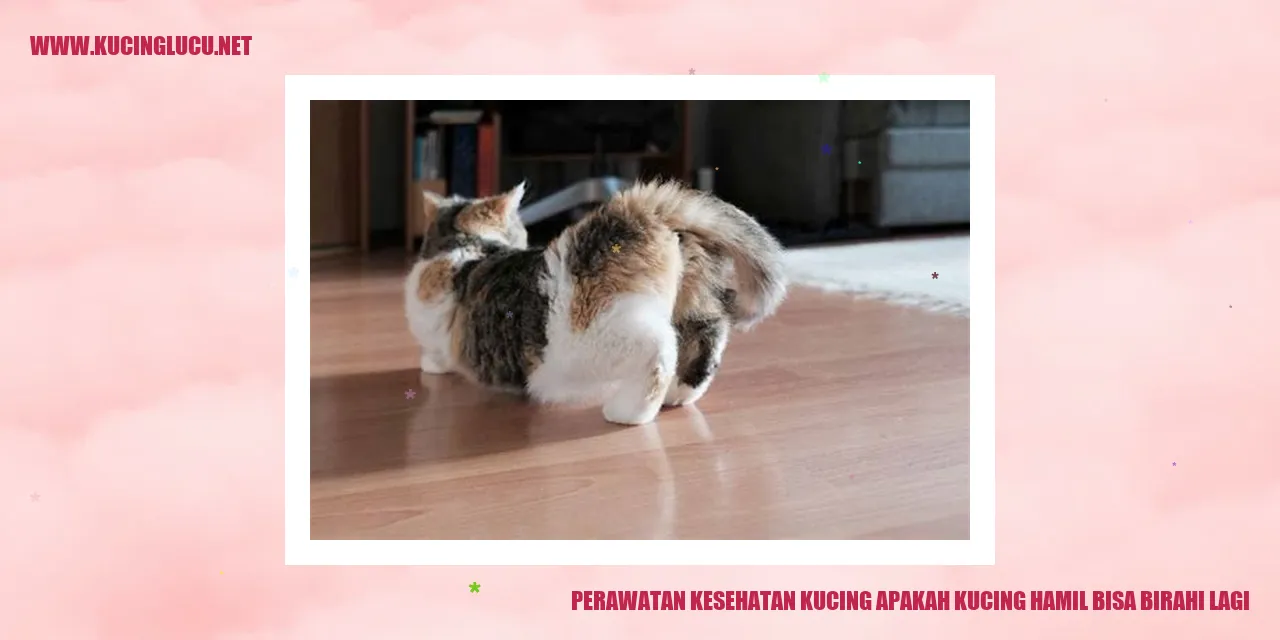 Perawatan Kesehatan Kucing
