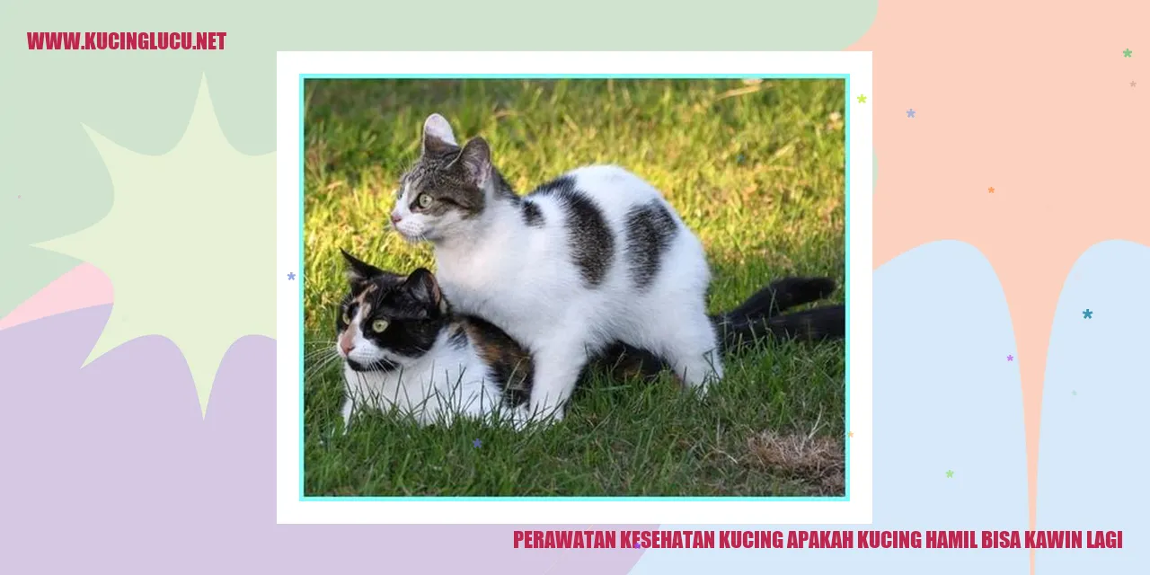 Perawatan Kesehatan Kucing