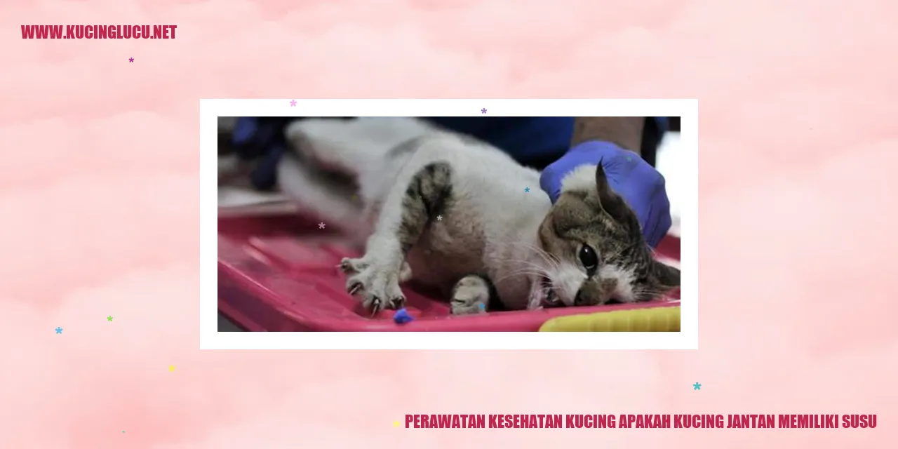 Perawatan Kesehatan Kucing