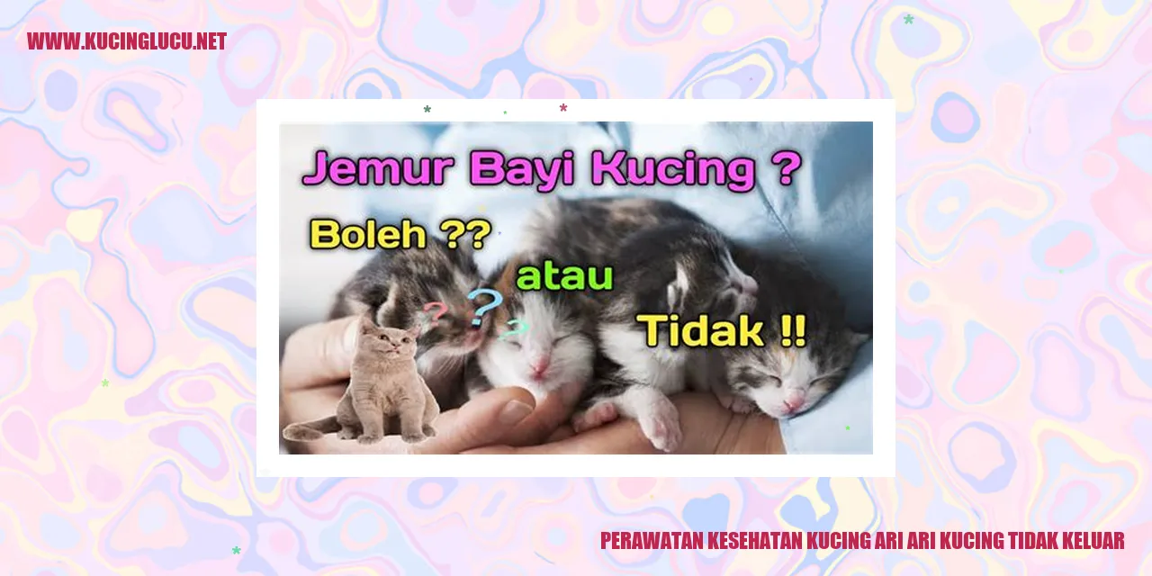 Perawatan Kesehatan Kucing