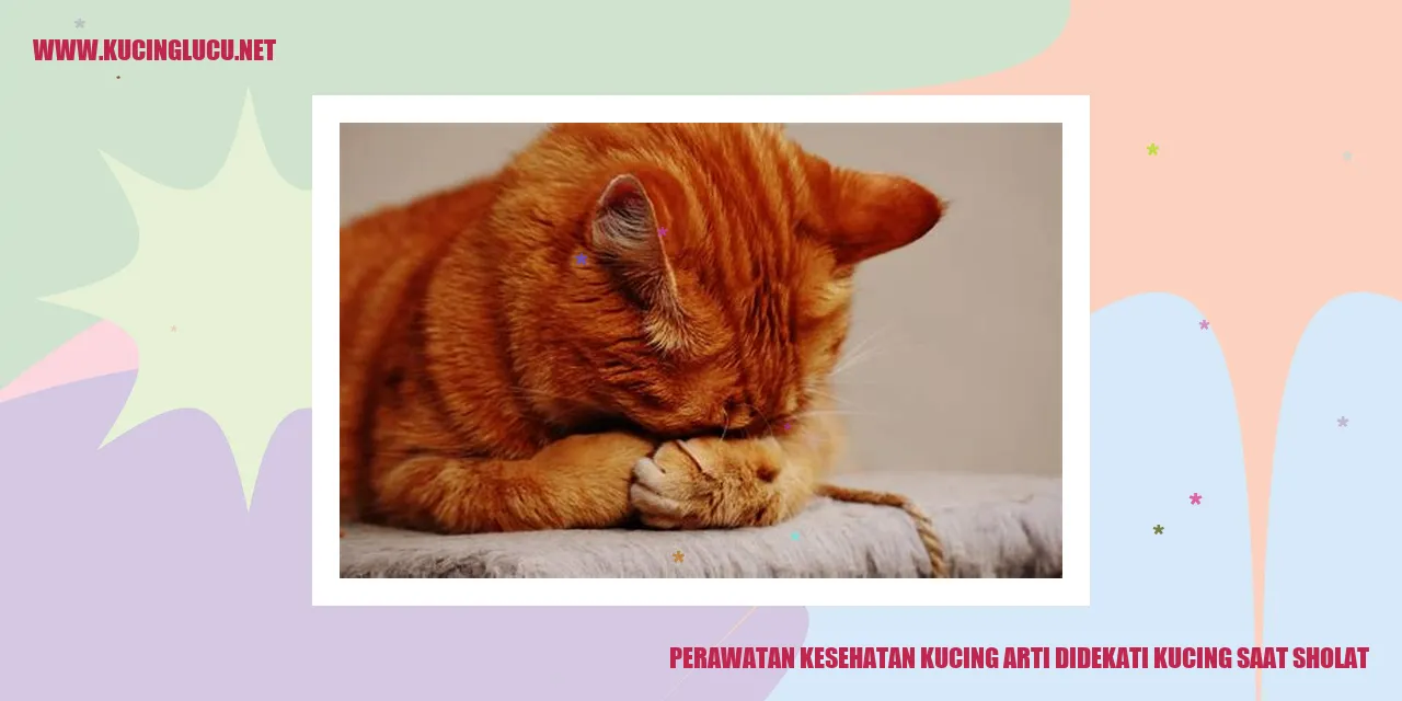 Kucing saat sholat