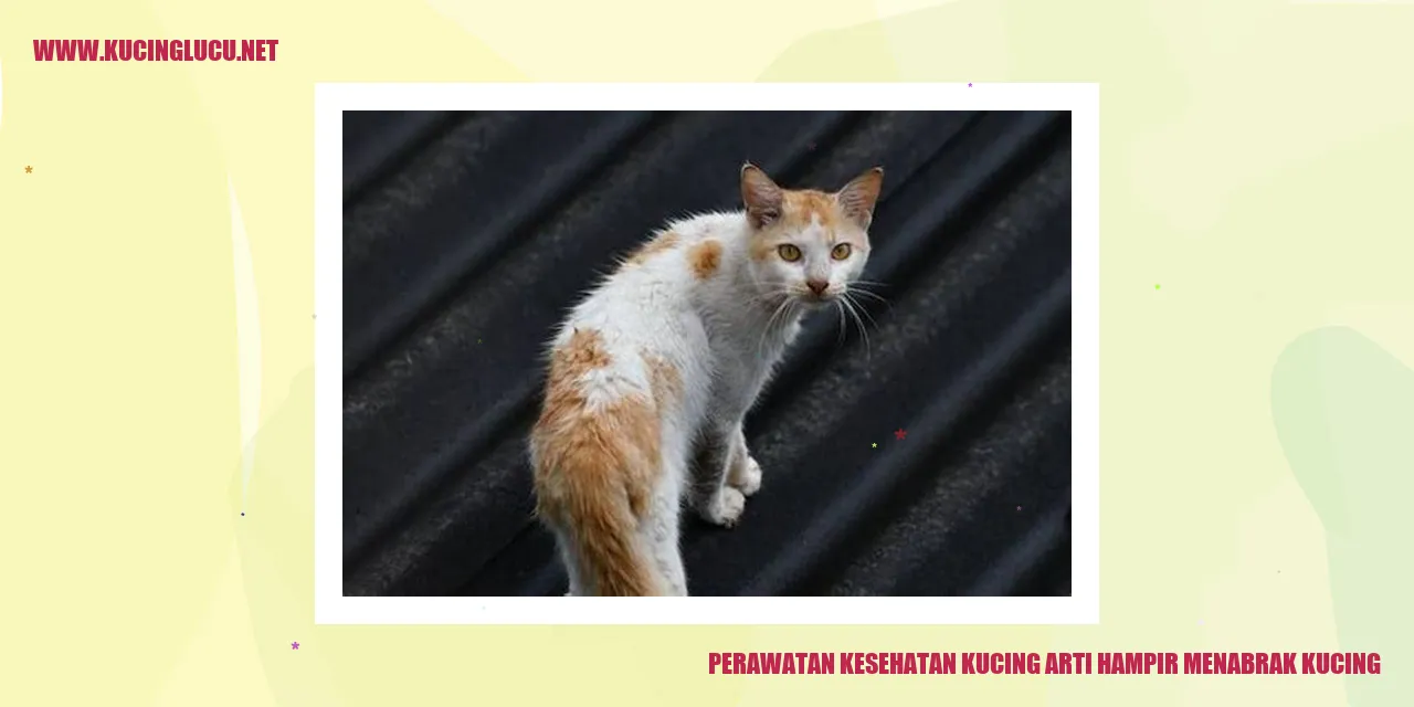 Gambar Kucing Sehat