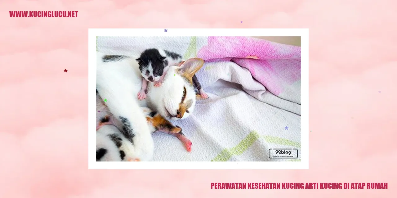 Kucing di Atap Rumah