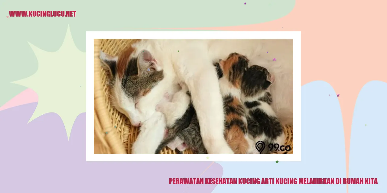 Foto Kucing Melahirkan di Rumah