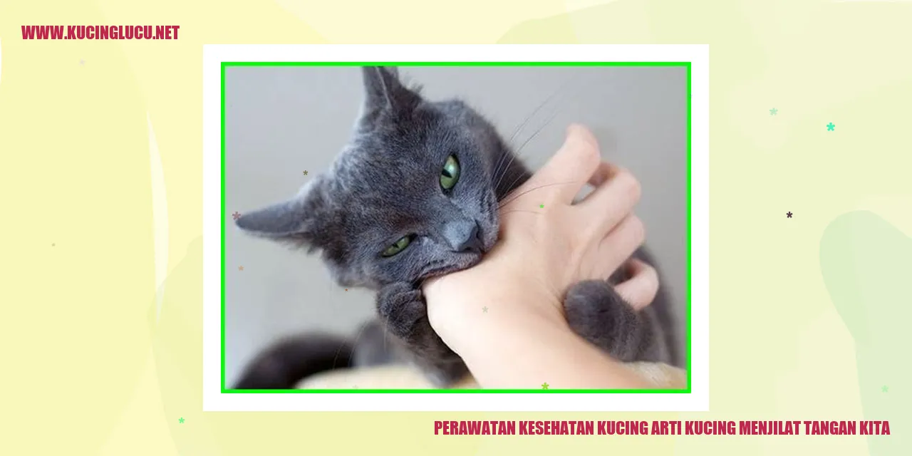 Perawatan Kesehatan Kucing