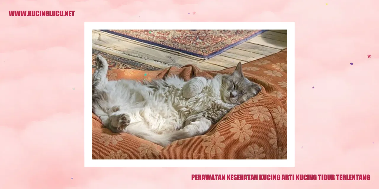 gambar kucing tidur terlentang