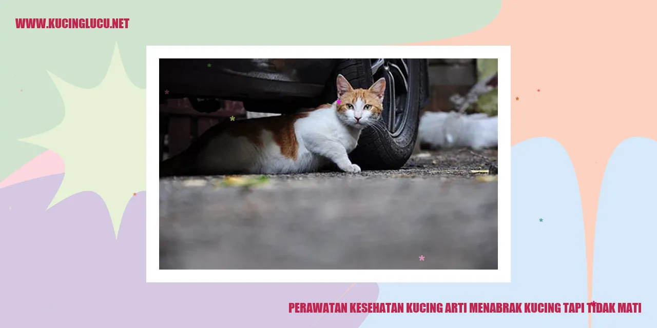Perawatan Kesehatan Kucing arti menabrak kucing tapi tidak mati