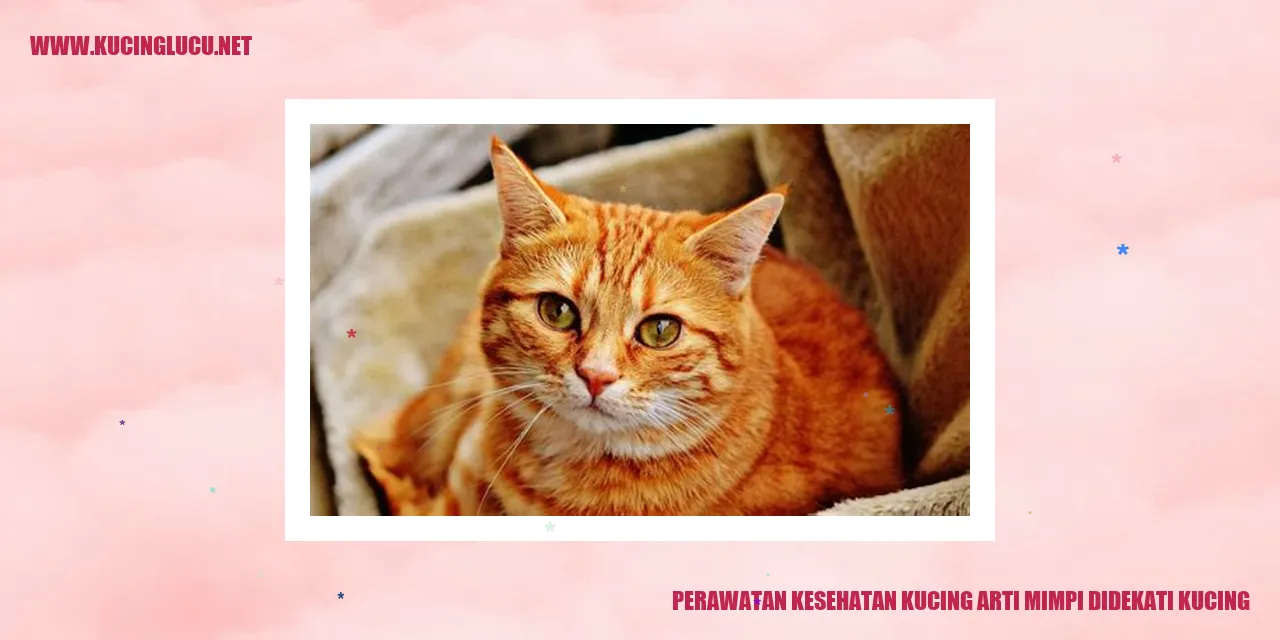 Perawatan Kesehatan Kucing