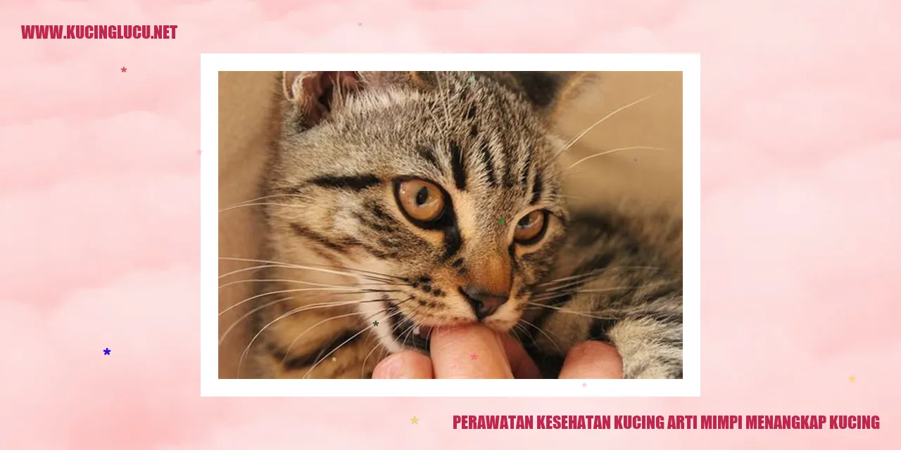 Perawatan Kesehatan Kucing