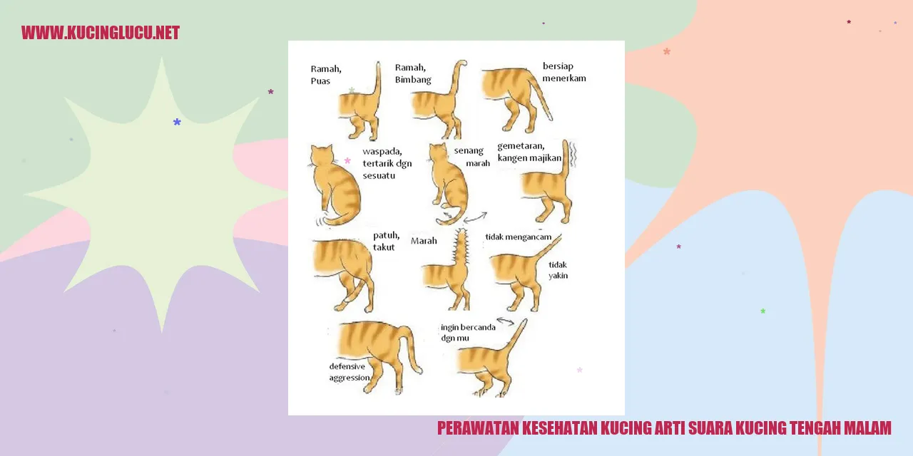 Kucing yang duduk di malam hari