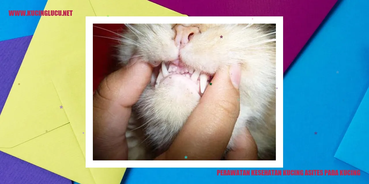 Kucing yang Mengalami Asites