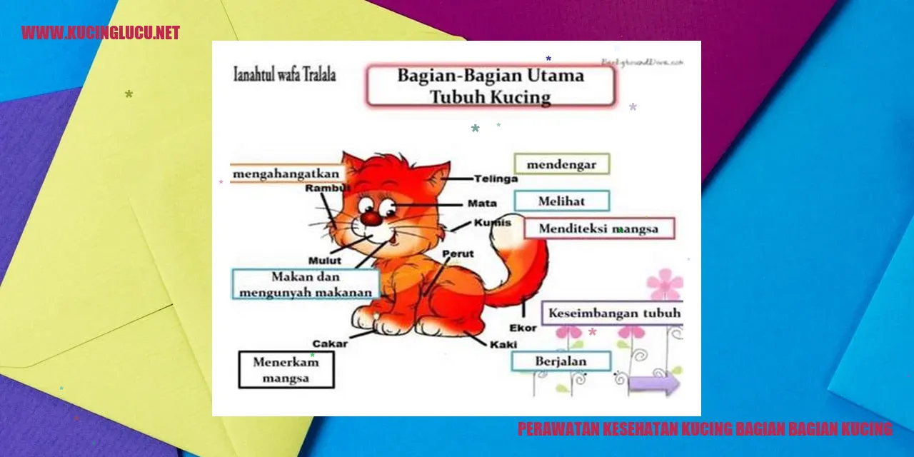 kucing sedang diperiksa oleh dokter