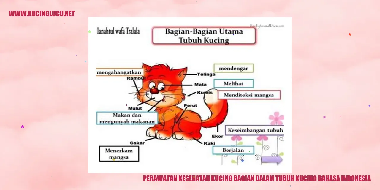 Perawatan Kesehatan Kucing