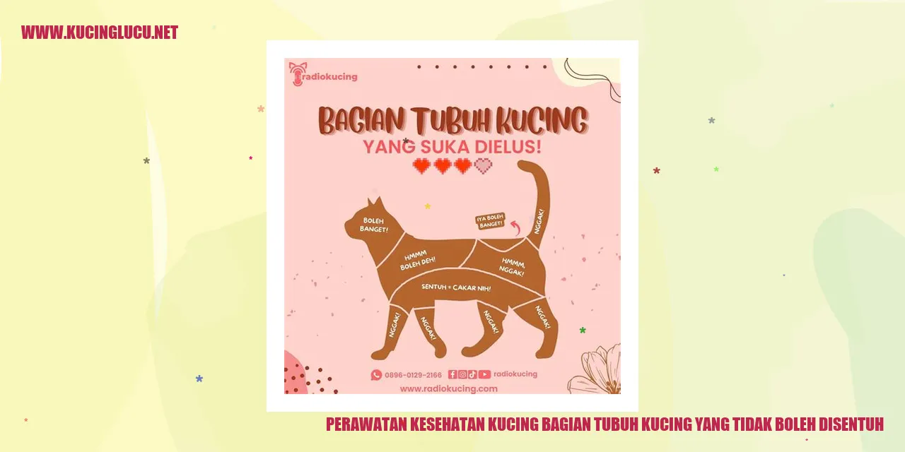 Perawatan Kesehatan Kucing - Bagian Tubuh Kucing yang Tidak Boleh Disentuh