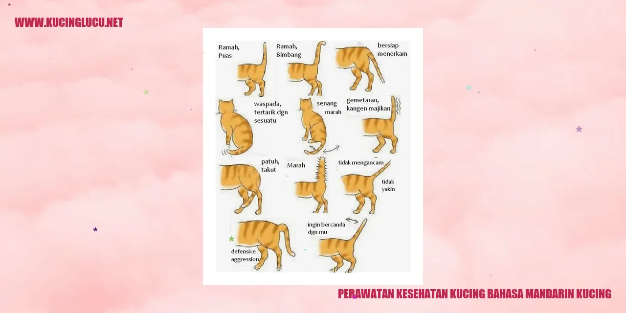Perawatan Kesehatan Kucing