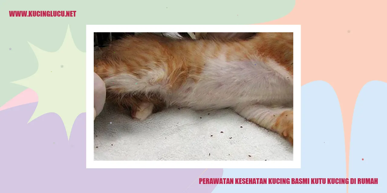 Gambar kucing sehat dan bersih