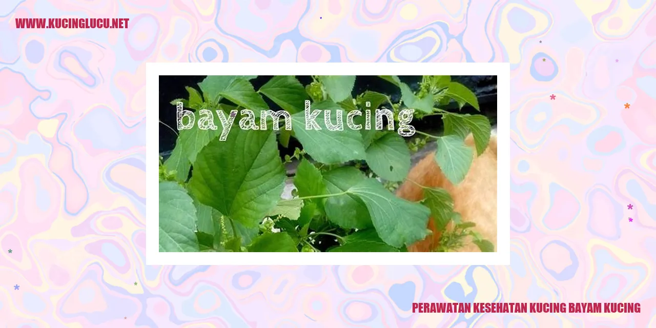 Kucing bayam kucing